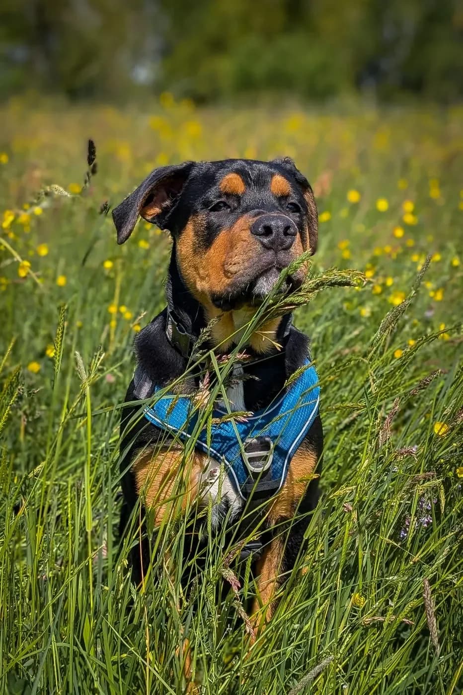 Karl, Staffordshire Bull Terrier (Tierheim Pforzheim)