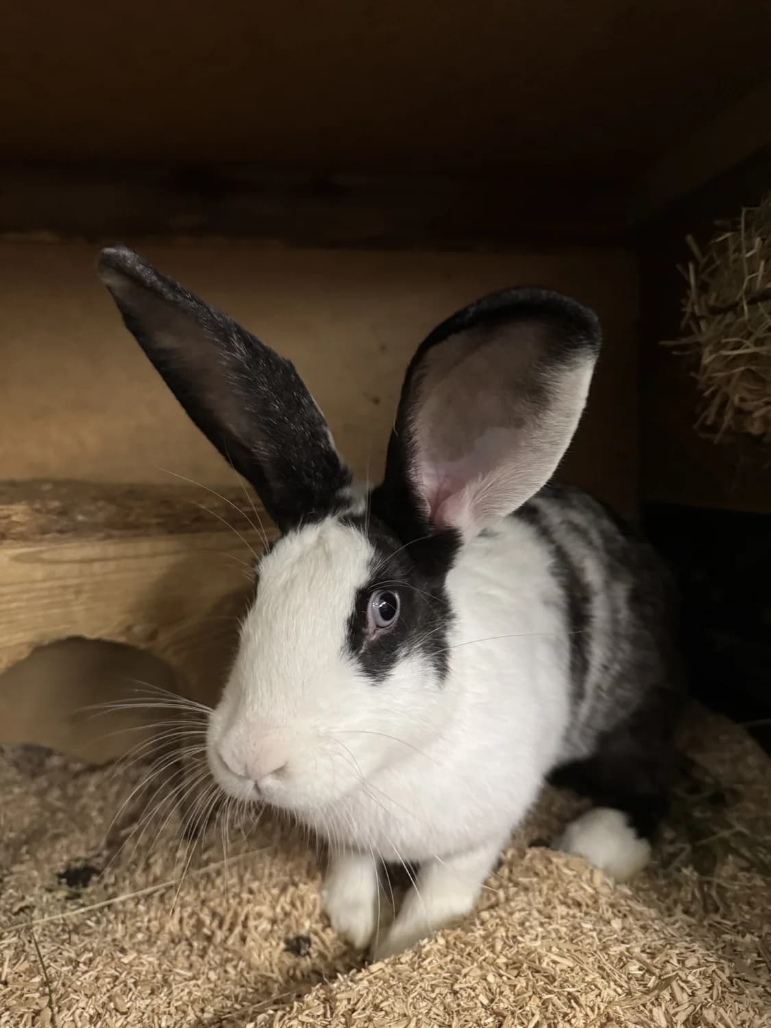 Tauben, Mixed Breed (Tierheim Pforzheim)