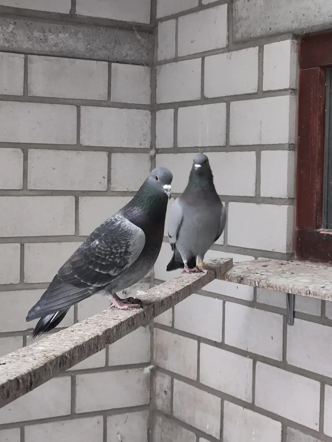 Tauben,  Mixed Breed for adoption at Tierheim Pforzheim, Pforzheim