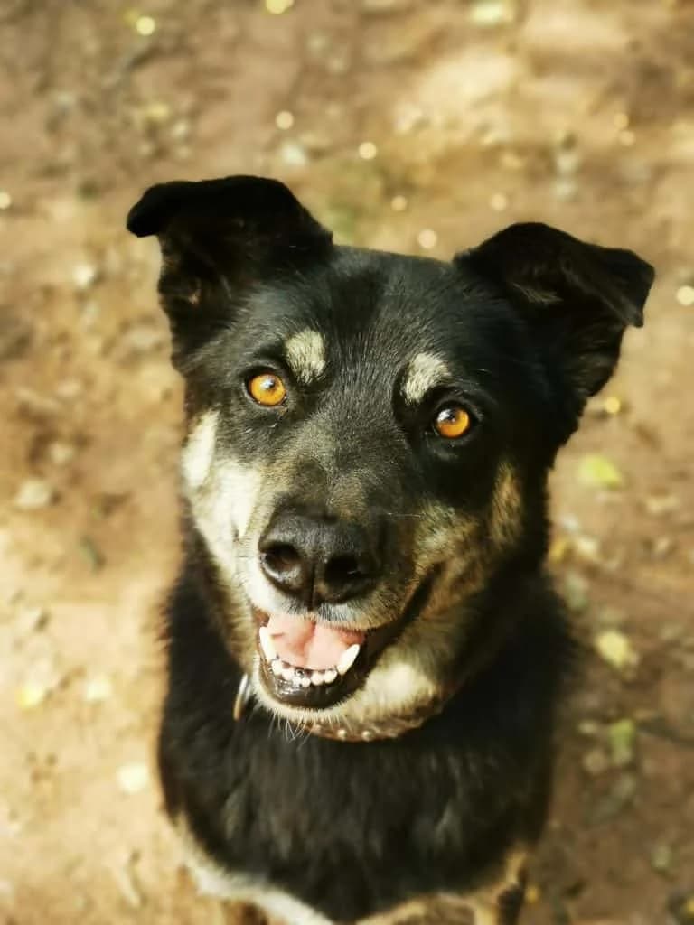 Asco,  Mixed Breed for adoption at Tierheim Pirmasens, Pirmasens