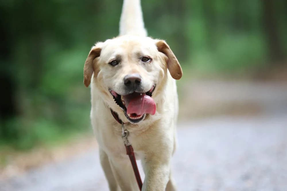 Luke,  senior Mixed Breed for adoption at Tierheim Pirmasens, Pirmasens