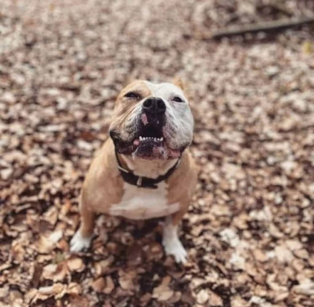 Amaro,  Mixed Breed for adoption at Tierheim Pirmasens, Pirmasens