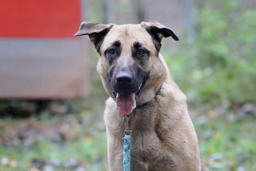 Bailey, female Mixed Breed for adoption at Tierheim Pirmasens, Pirmasens