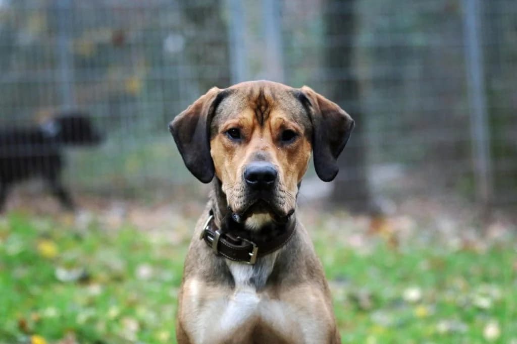 Goofy, male Mixed Breed for adoption at Tierheim Pirmasens, Pirmasens