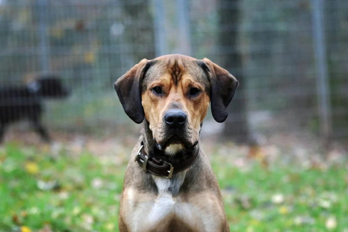 Goofy, male 5yo Mixed Breed for adoption at Tierheim Pirmasens, Pirmasens