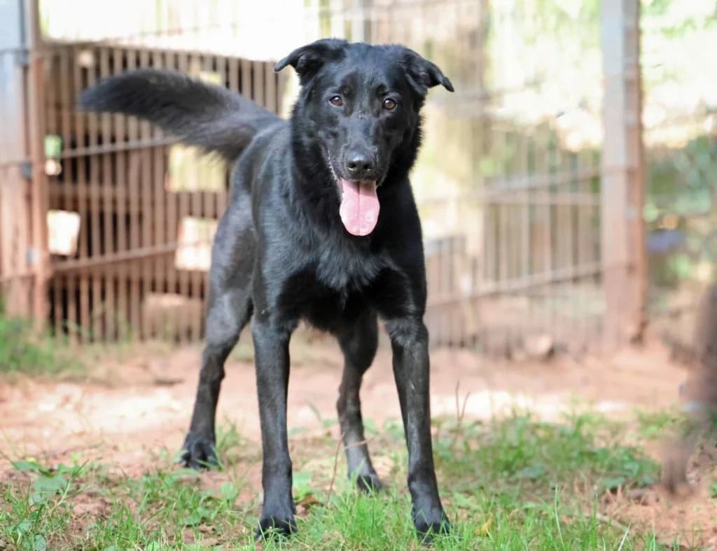 Cooper, male Mixed Breed for adoption at Tierheim Pirmasens, Pirmasens