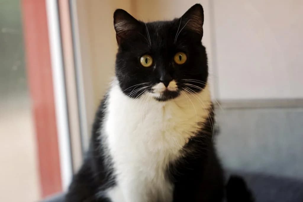 Nelly und Dina,  Mixed Breed for adoption at Tierheim Pirmasens, Pirmasens