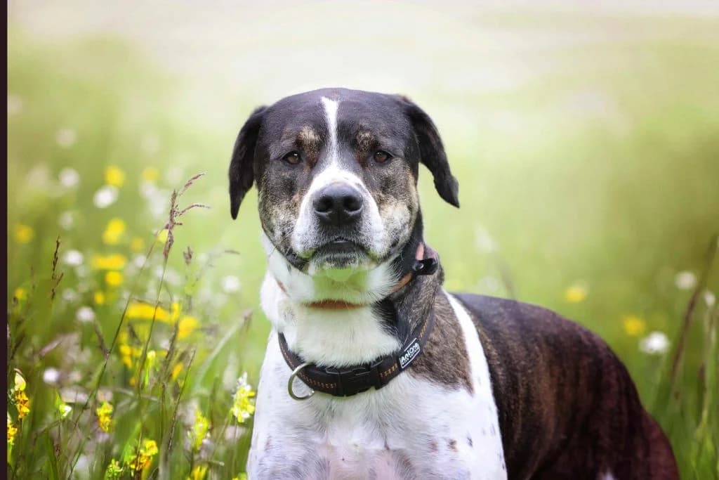 Felix,  puppy Mixed Breed for adoption at Tierheim Pirmasens, Pirmasens