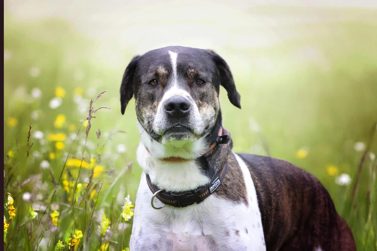 Felix,  puppy Mixed Breed for adoption at Tierheim Pirmasens, Pirmasens