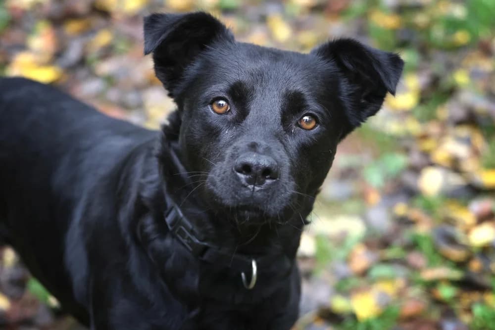 Roxy, female puppy Mixed Breed for adoption at Tierheim Pirmasens, Pirmasens