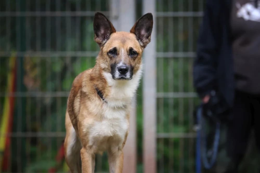 Lennox,  senior Mixed Breed for adoption at Tierheim Pirmasens, Pirmasens