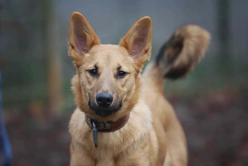 Bella, female young Mixed Breed for adoption at Tierheim Pirmasens, Pirmasens