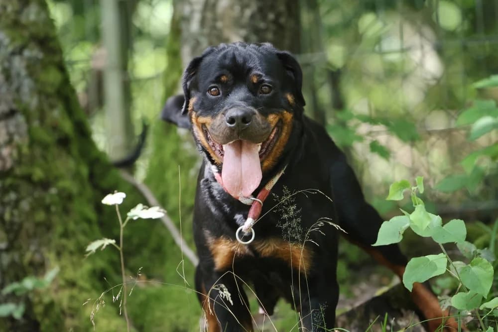 Mira, female mixed breed for adoption at Tierheim Pirmasens, Pirmasens