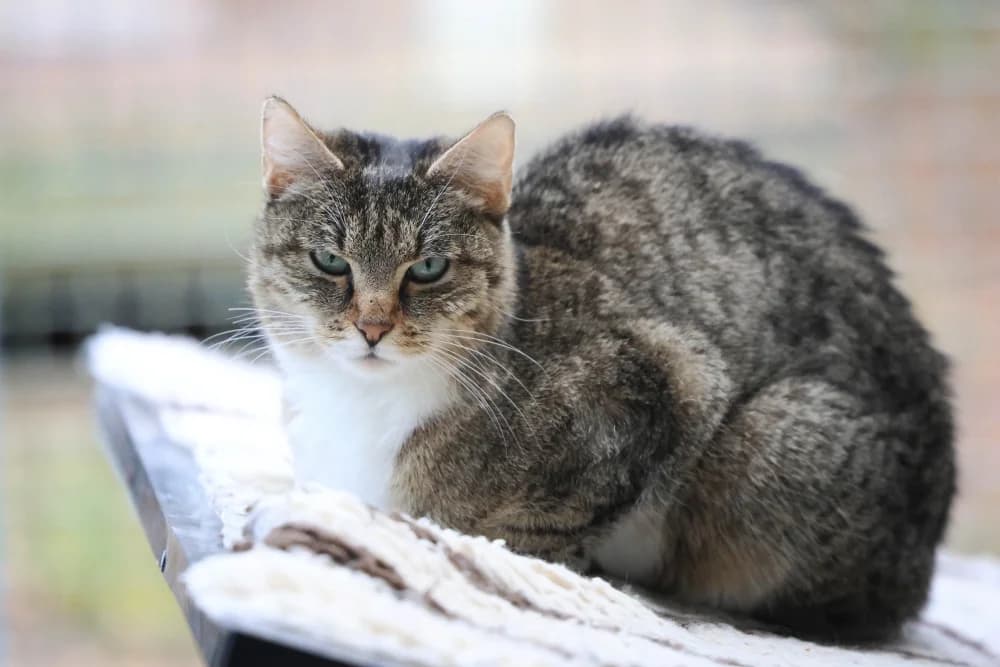 Bella,  Mixed Breed for adoption at Tierheim Pirmasens, Pirmasens