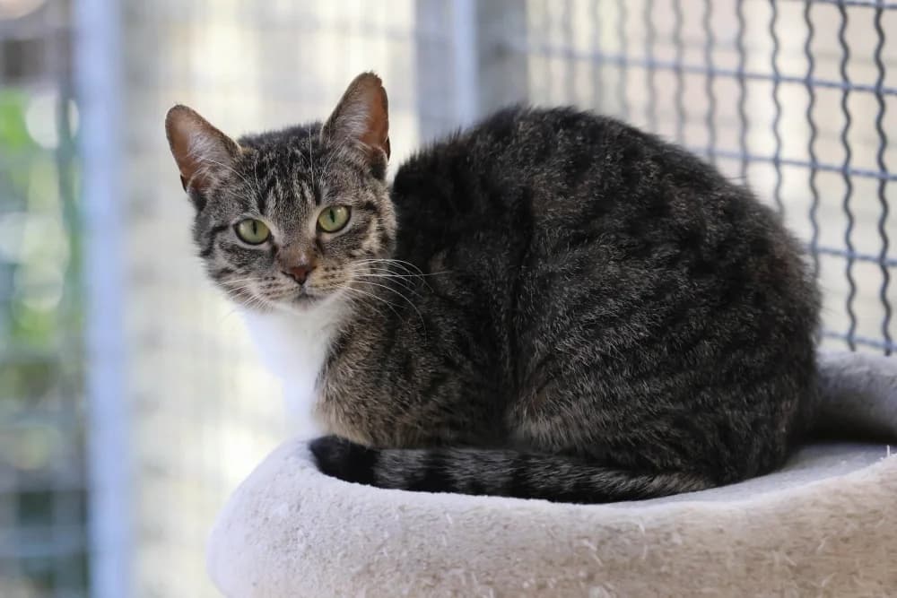 Kate,  Mixed Breed for adoption at Tierheim Pirmasens, Pirmasens