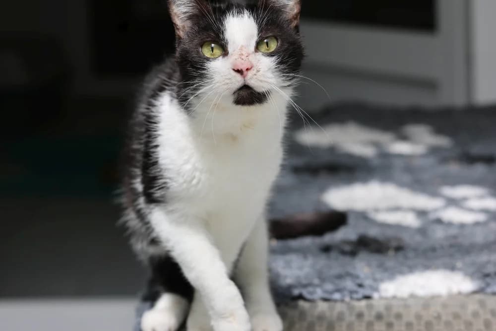 Minka,  Mixed Breed for adoption at Tierheim Pirmasens, Pirmasens