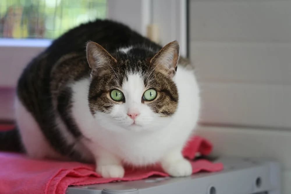 Sammy, female Mixed Breed for adoption at Tierheim Pirmasens, Pirmasens