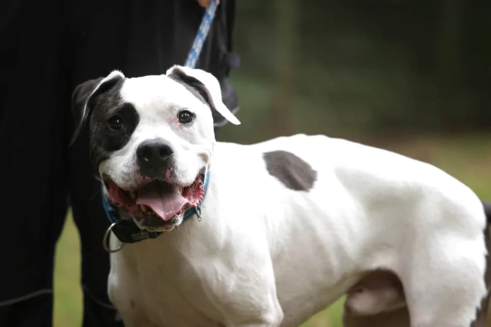Flocky,  Mixed Breed for adoption at Tierheim Pirmasens, Pirmasens