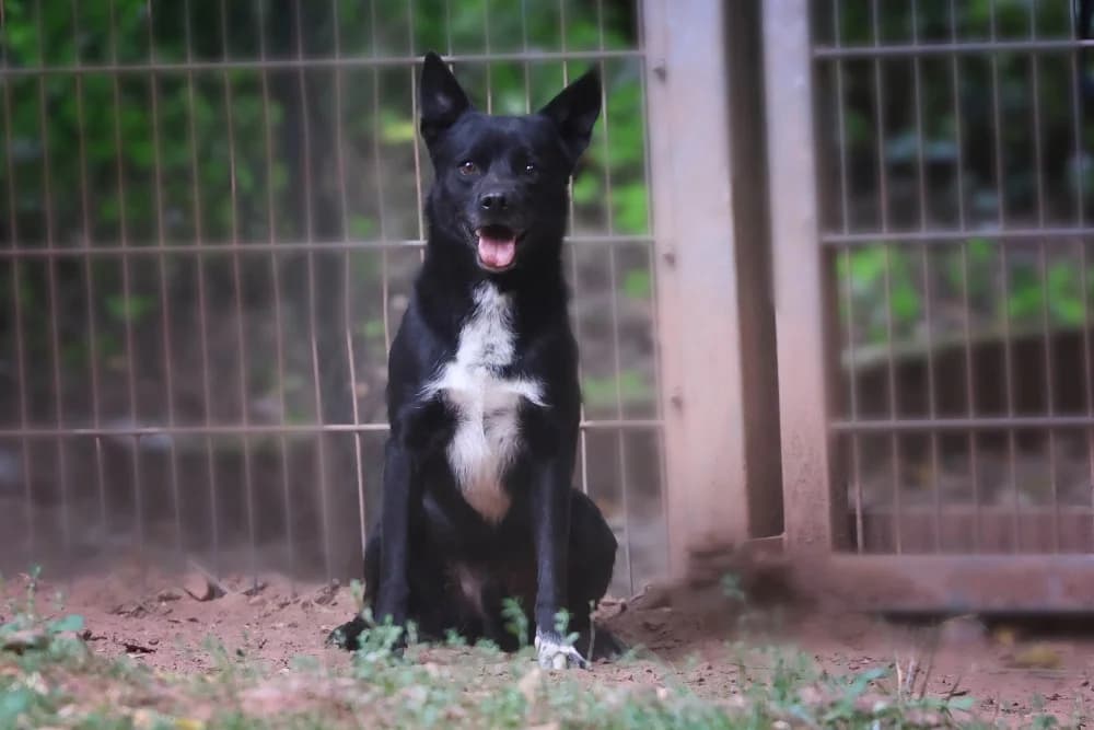 Rex,  Mixed Breed for adoption at Tierheim Pirmasens, Pirmasens