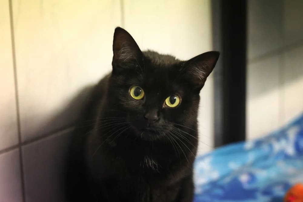 Pepper, female young Mixed Breed for adoption at Tierheim Pirmasens, Pirmasens
