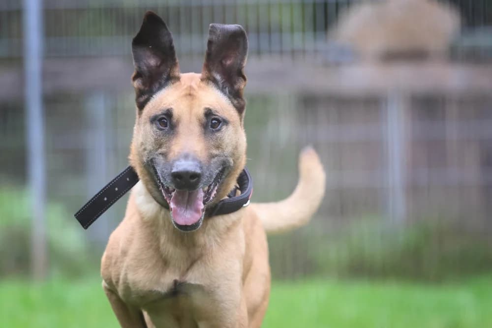 Baro,  senior mixed breed for adoption at Tierheim Pirmasens, Pirmasens