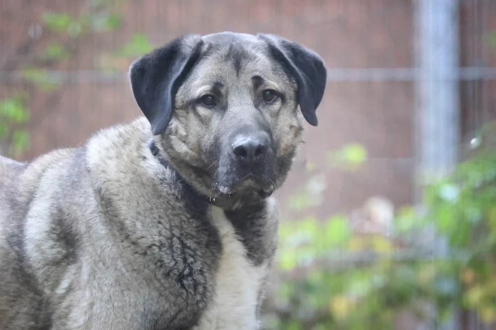 Duman, male mixed breed for adoption at Tierheim Pirmasens, Pirmasens