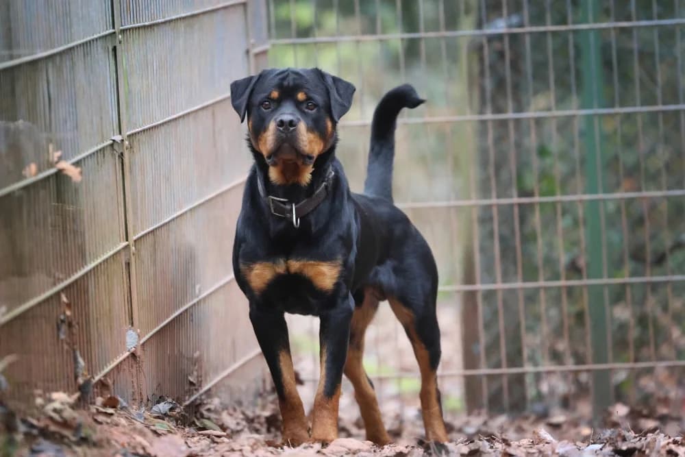 Ciro, female young Mixed Breed for adoption at Tierheim Pirmasens, Pirmasens
