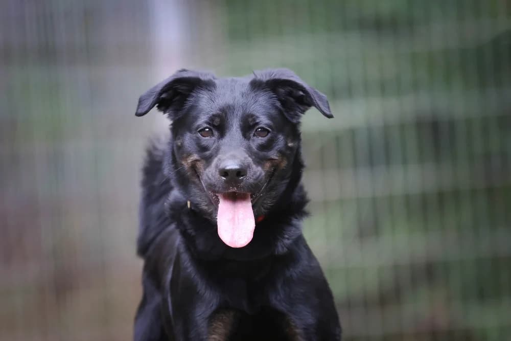 Kaya,  Mixed Breed for adoption at Tierheim Pirmasens, Pirmasens