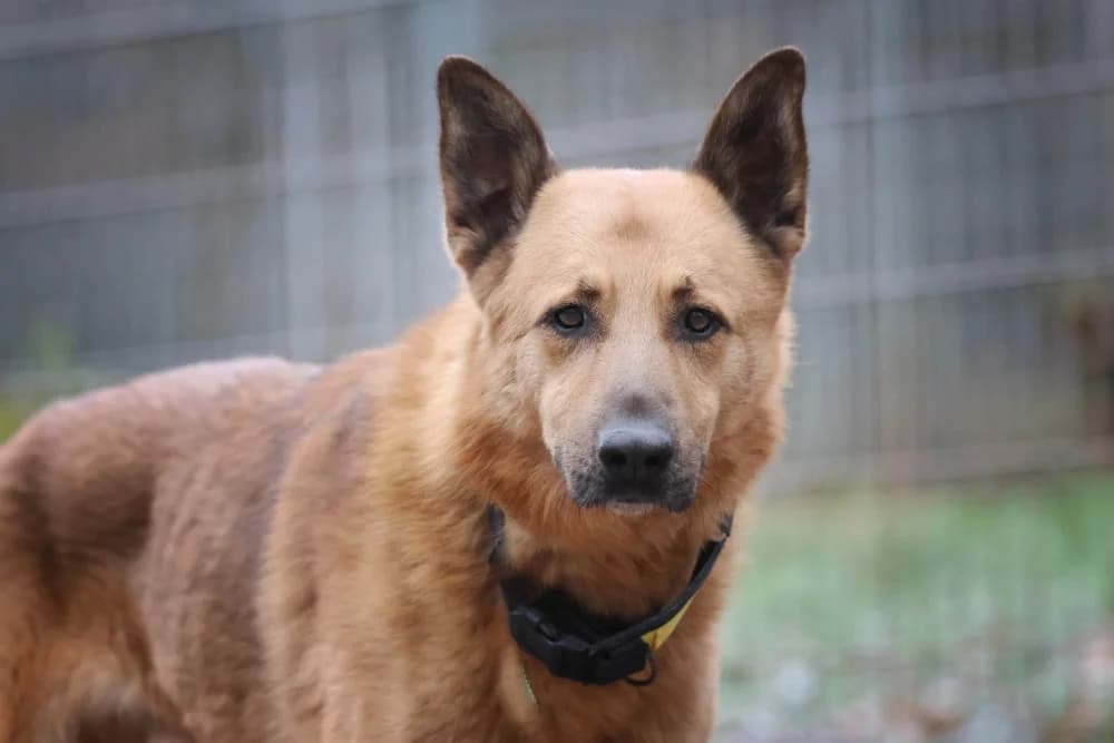 Jamie, female Kangal for adoption at Tierheim Pirmasens, Pirmasens