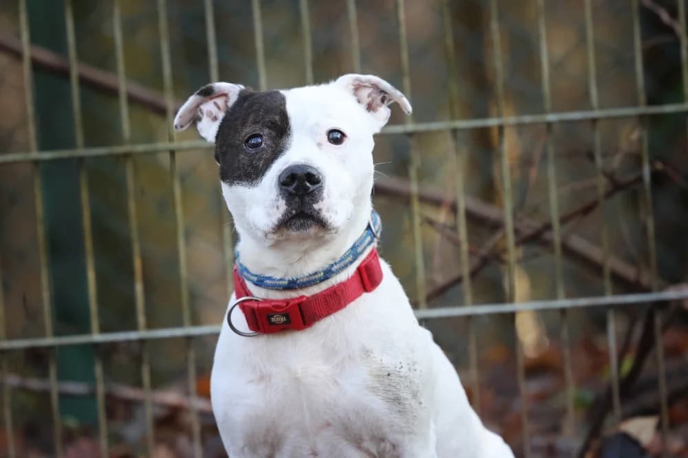 Dragosch, male mixed breed for adoption at Tierheim Pirmasens, Pirmasens