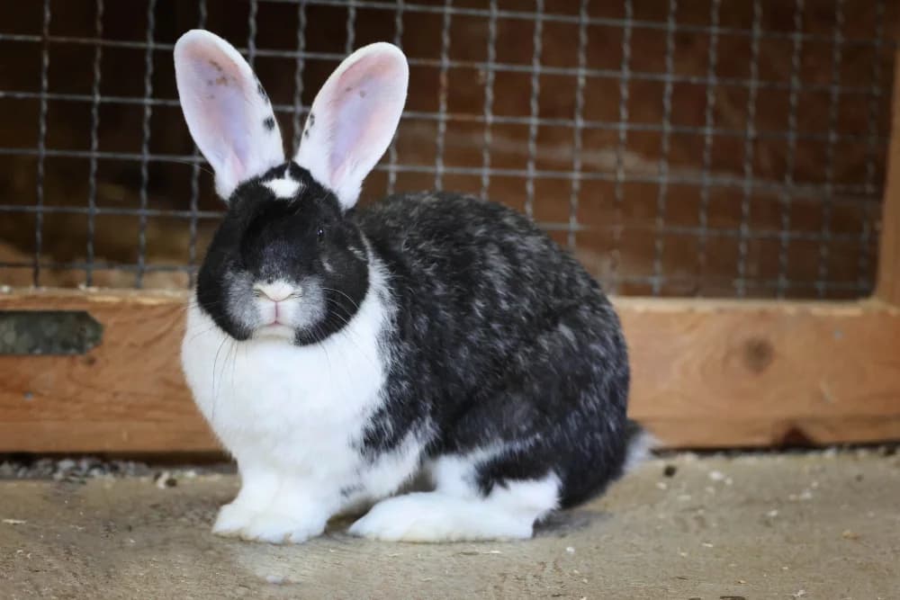 Unsere „großen“ Kaninchen,  Mixed Breed for adoption at Tierheim Pirmasens, Pirmasens