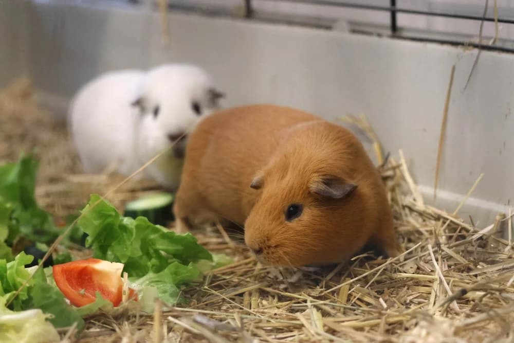 Meerschweinchen-Findelkinder,  Mixed Breed for adoption at Tierheim Pirmasens, Pirmasens