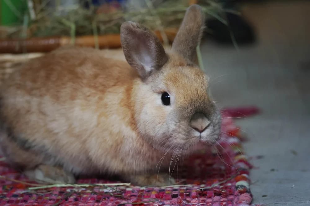 Unsere Zwerge,  Mixed Breed for adoption at Tierheim Pirmasens, Pirmasens