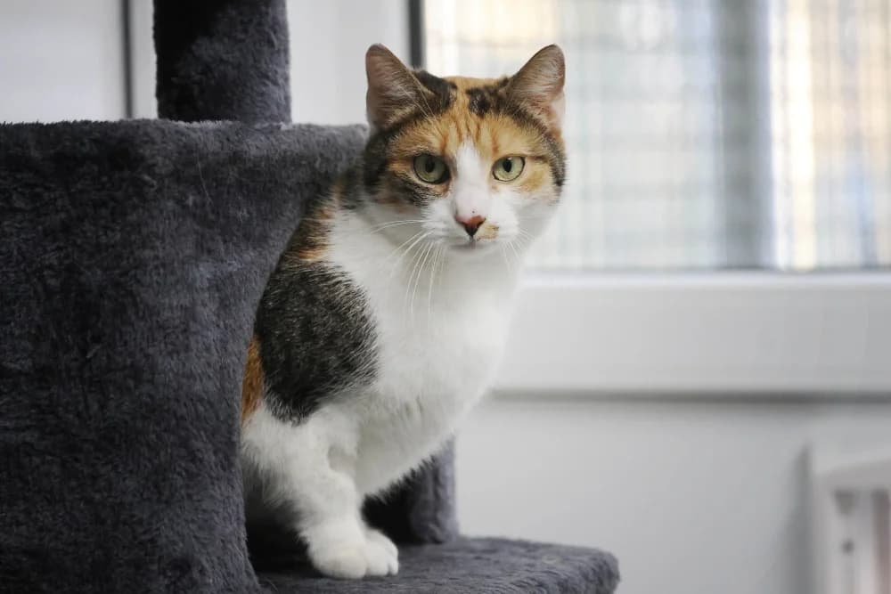 Masha –,  senior Mixed Breed for adoption at Tierheim Pirmasens, Pirmasens