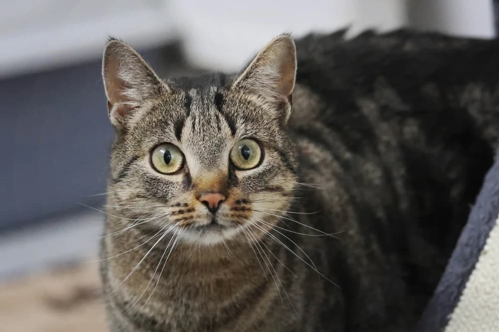 Diego, male Mixed Breed for adoption at Tierheim Pirmasens, Pirmasens