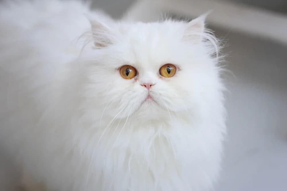 Stella, weiß female Mixed Breed for adoption at Tierheim Pirmasens, Pirmasens