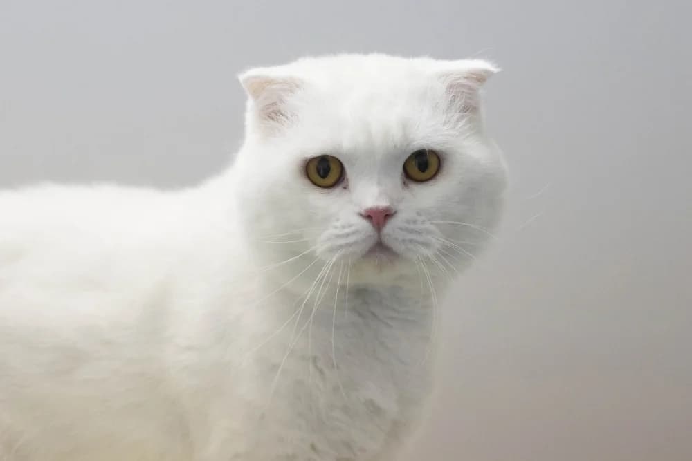 Pamuk, male Scottish Fold for adoption at Tierheim Pirmasens, Pirmasens