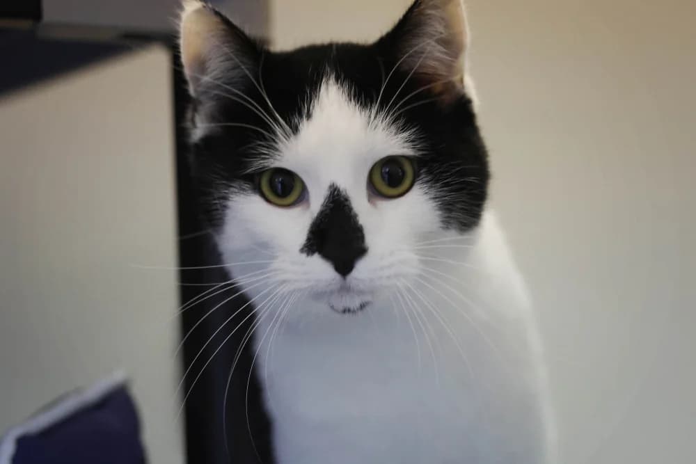 Jasper, male Mixed Breed for adoption at Tierheim Pirmasens, Pirmasens