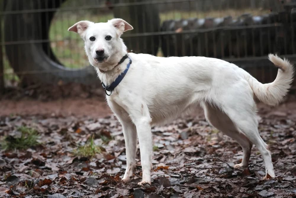 Laika, female Mixed Breed for adoption at Tierheim Pirmasens, Pirmasens