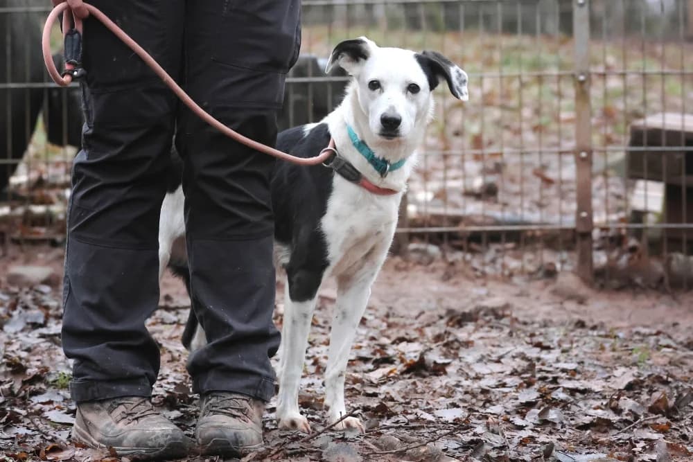 Lexa, schwarz  7yo Mixed Breed for adoption at Tierheim Pirmasens, Pirmasens