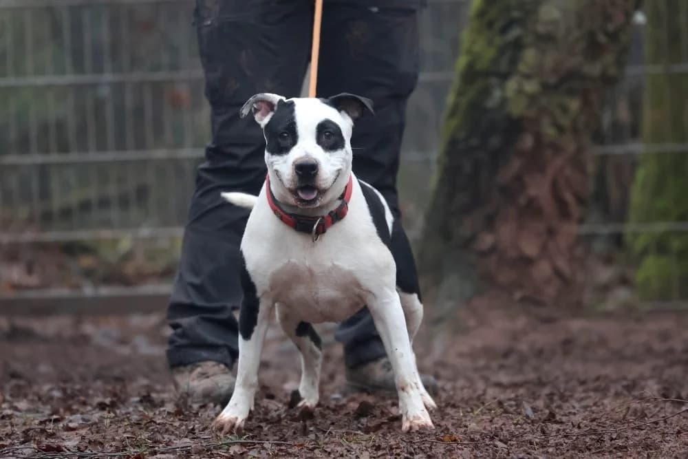 Cataleya,  5yo mixed breed for adoption at Tierheim Pirmasens, Pirmasens