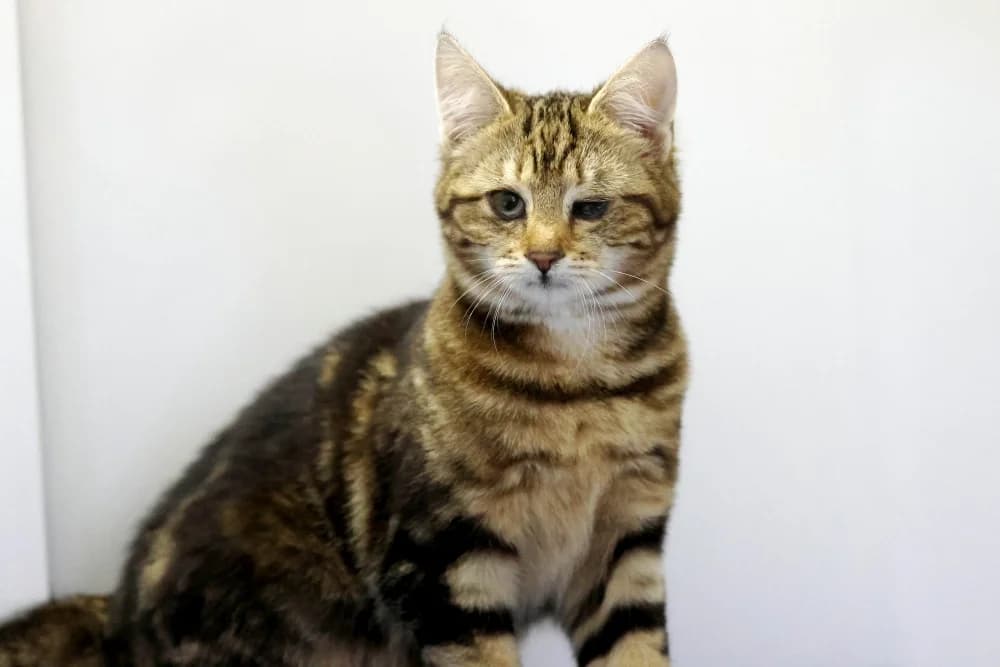 Melody,  Mixed Breed for adoption at Tierheim Pirmasens, Pirmasens