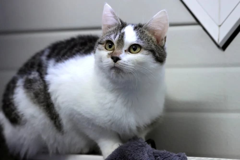 Finn, female Mixed Breed for adoption at Tierheim Pirmasens, Pirmasens