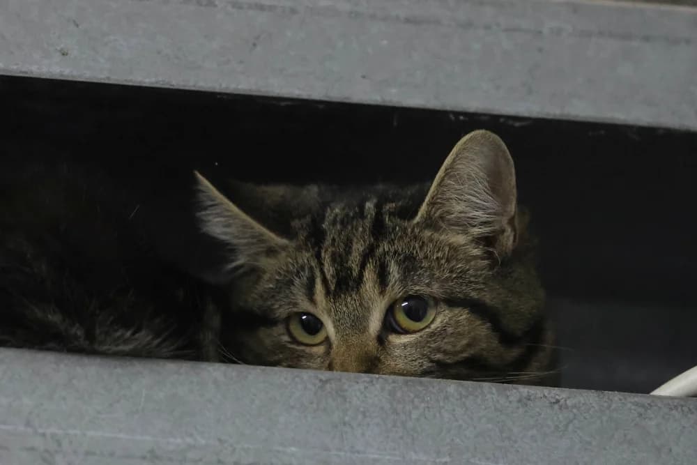 Ray, female Mixed Breed for adoption at Tierheim Pirmasens, Pirmasens