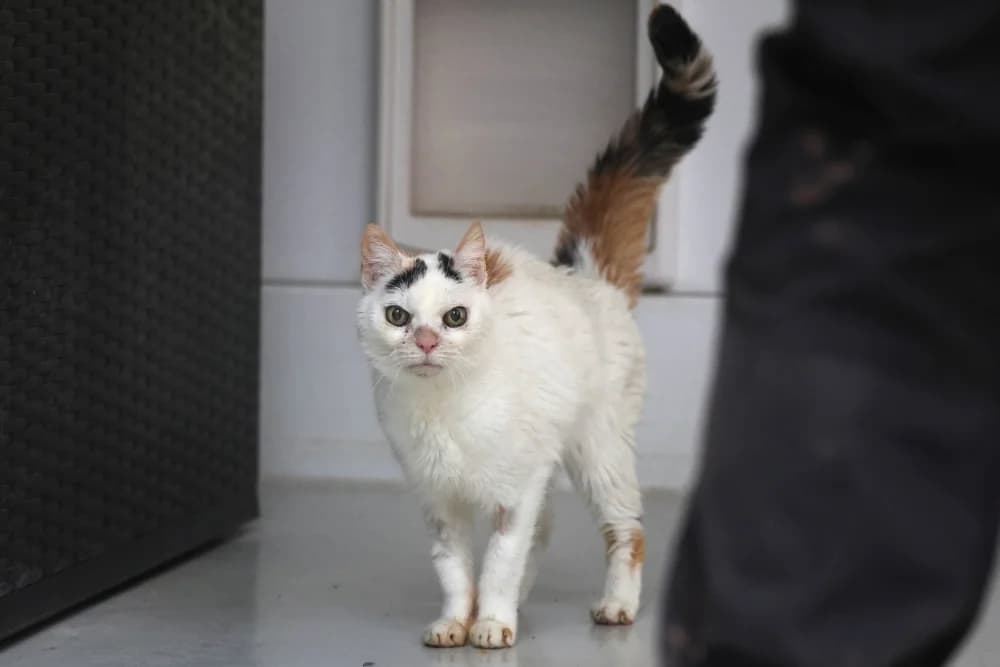 Easy, female Mixed Breed for adoption at Tierheim Pirmasens, Pirmasens