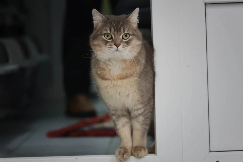 Pablo, female Mixed Breed for adoption at Tierheim Pirmasens, Pirmasens