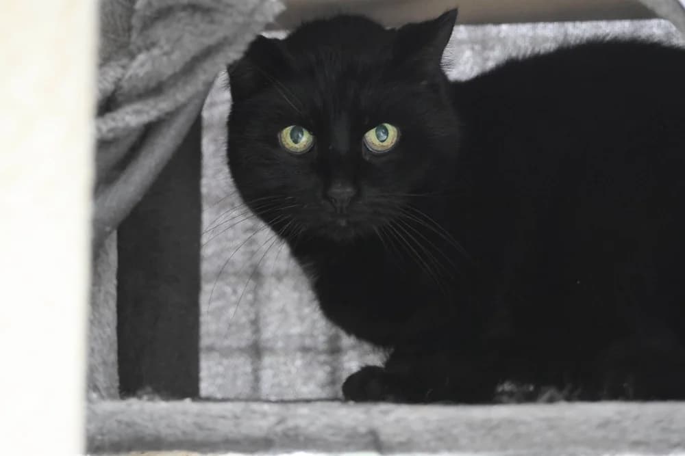 Nelly,  senior Mixed Breed for adoption at Tierheim Pirmasens, Pirmasens