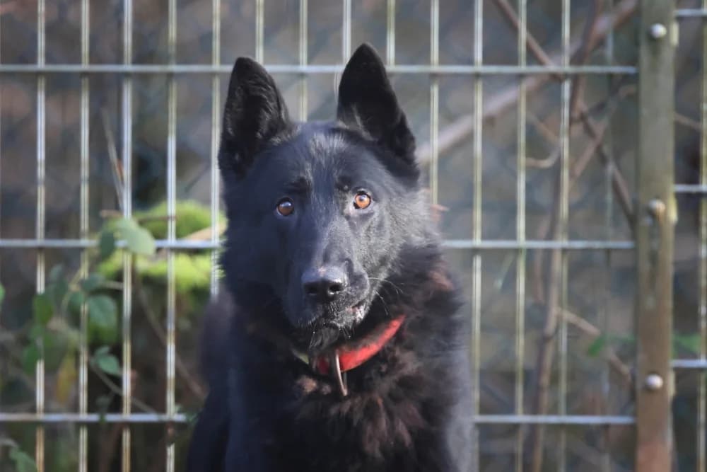 Night,  4yo mixed breed for adoption at Tierheim Pirmasens, Pirmasens