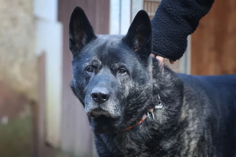Blacky,  senior Akita for adoption at Tierheim Pirmasens, Pirmasens