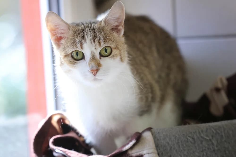 Leonie – Notfall / Pflegestelle gesucht!,  Mixed Breed for adoption at Tierheim Pirmasens, Pirmasens